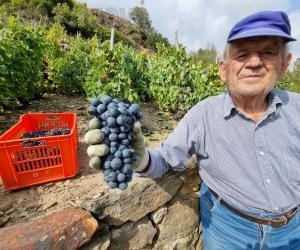 Attilio e Anna Maria, la vendemmia che profuma di storia