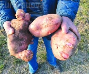 Bussoleno, la montagna regala le super patate