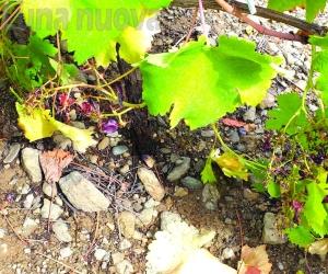 Chiomonte: cannoni vietati, vendemmia persa alla Ramats