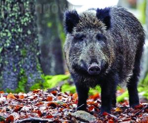 Caccia al cinghiale aperta tutto gennaio