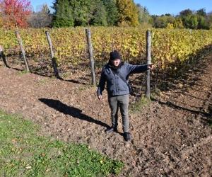 Rivoli, il primo Nebbiolo pronto nel 2022