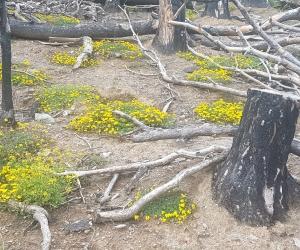 Nasce la Comunità custode della biodiversità sul Rocciamelone