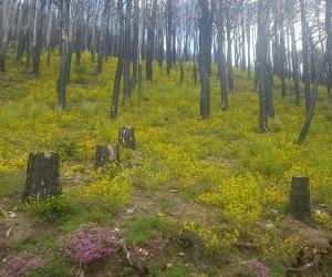 Dopo l'incendio, ecco i Custodi del Rocciamelone