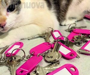 Firmato l'atto, i gatti Ciaparat hanno trovato casa a Susa