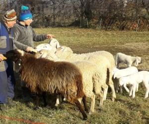 Giaveno, un agnello ucciso e due pecore ferite dal cane "libero"