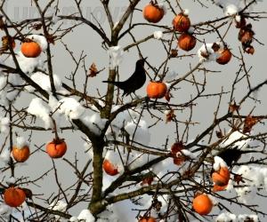 Caccia al colore nel cuore dell'inverno, stagione algida e ricca di contrasti