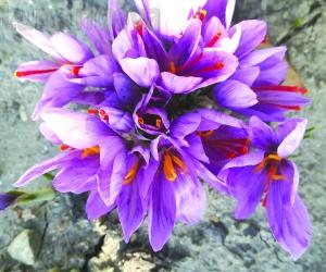 Pierluigi e Camilla, la prima volta dello zafferano in val Cenischia