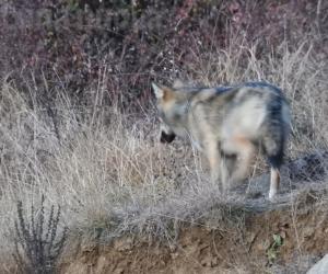 Condove: avvistato un lupo tra Lajetto e Sigliodo la mattina di S.Stefano