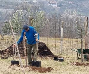 L'ulivo si allarga a macchia d'olio anche a Gravere