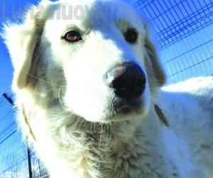 Villarfocchiardo: Nebbia, cane libero, cerca casa
