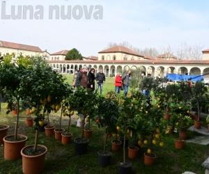 Collegno, in diecimila per il ritorno di "Follia in fiore"