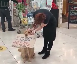 Rivoli, Bobby "cane pacifista" dopo tre abbandoni