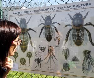 Grugliasco, un pomeriggio in difesa delle api