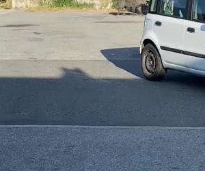 Villardora: cinghiale "intrappolato" tra statale 24 e distributore, poi riesce a sgattaiolare via