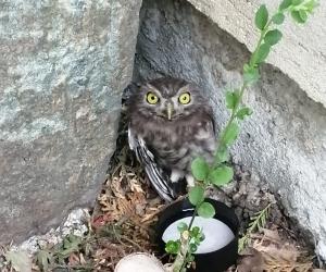 Almese: polizia locale e veterinario salvano una civetta ferita