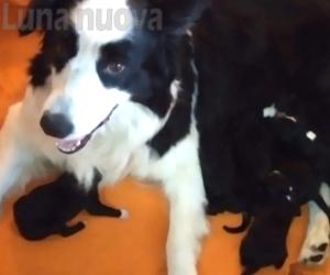 Yuna, cagnetta highlander, mette al mondo 10 cuccioli