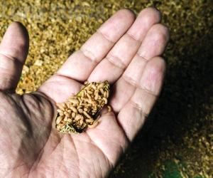 Grugliasco, l'allevamento sostenibile passa dalle larve di insetti