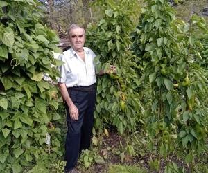 Due metri di peperoni, un record a Gravere