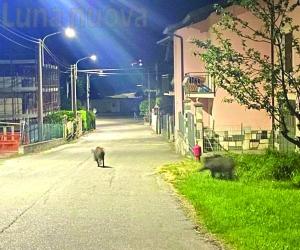 Appello dalla Coldiretti: «È necessario abbattere più cinghiali»