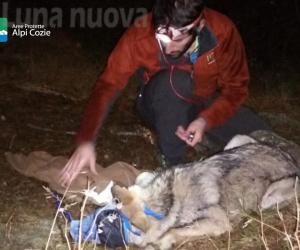 Villarfocchiardo, lupo-cane ibrido infertilizzato: è il primo in Piemonte
