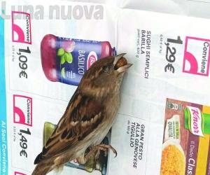 Bocconi avvelenati a Susa, morti due gatti