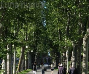 Collegno, la siccità presenta il conto: 111 alberi da abbattere