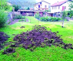 Emergenza cinghiali, la Coldiretti perde la pazienza