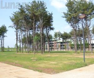 Grugliasco, 66 pini da abbattere al parco Pineta