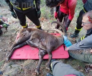 Almese: i vigili del fuoco soccorrono uno stambecco sul Musinè