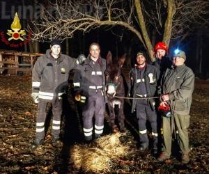 S.Antonino: i vigili del fuoco salvano l'asina Elvira