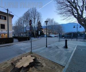 Condove, due alberi storici giù per sempre: comunità affranta