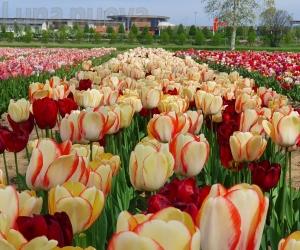Grugliasco, stanno per sbocciare mezzo milione di tulipani