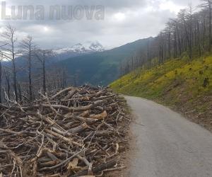 Sul Rocciamelone 65mila nuove piante dopo l'incendio