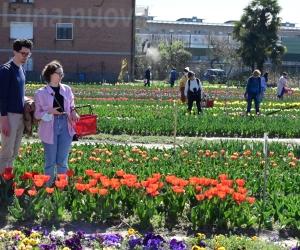 Pioggia di tulipani da domani tra Pianezza e Grugliasco