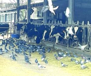 Allarme piccioni dalla Coldiretti: «Creano danni all’agricoltura»