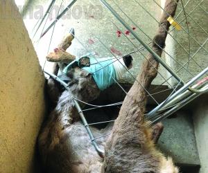 Susa, un capriolo nel centro della città