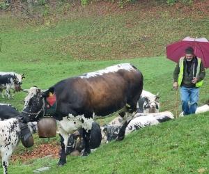 Transumanza sotto la pioggia, ma il vero problema è la siccità