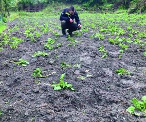 Novalesa, raid di cinghiali nel campo di patate