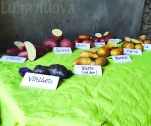 Condove, la Deco è pronta: patata di Mocchie il primo tassello