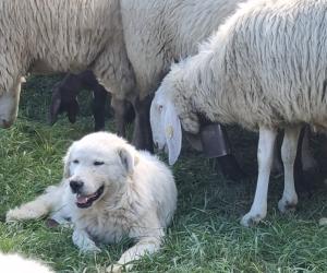 Ciclisti e cani, la difficile convivenza