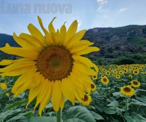 "La mia foto alla Luna": la sfida a colori si tinge di giallo
