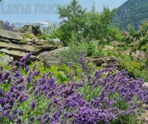 Venaus, il miracolo dell'olio del Parore