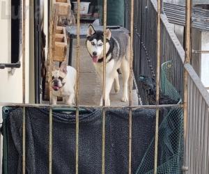 Bussoleno: cani rinchiusi in casa, interviene l'Asl