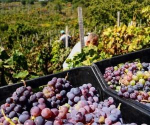Etna e Rocciamelone uniti dal vino, eroico