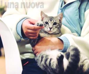 Collegno, ecco la "mutua" per gli amici a quattro zampe