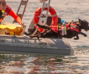 Avigliana, gli angeli a quattro zampe del lago