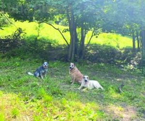 Oulx, la denuncia: «Il lupo ha attaccato i miei cani al Gad»