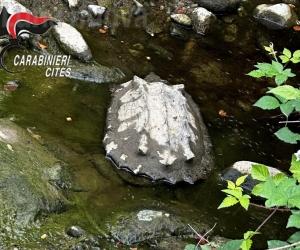 Pianezza: più che una tartaruga, un mini alligatore
