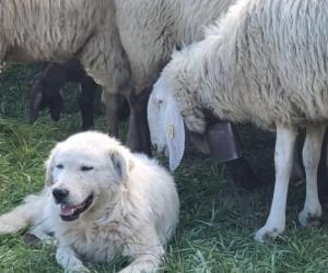 Giaveno, i sentieri "contesi" da cani e gitanti