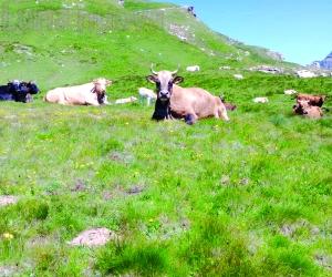 Colpite da un fulmine: muoiono otto mucche all'alpeggio Arià